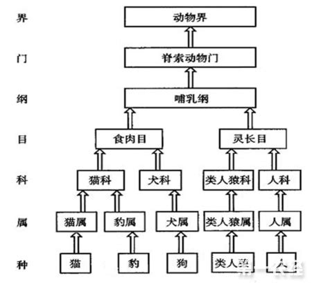 界門綱目科屬種口訣